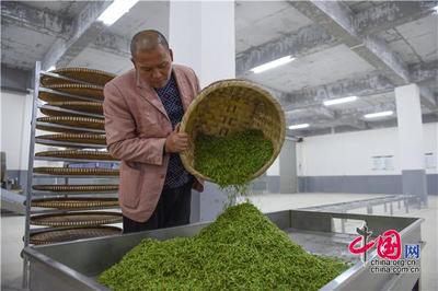貴陽荔波 與春花爭(zhēng)“鮮” 茶農(nóng)搶采“明前茶”