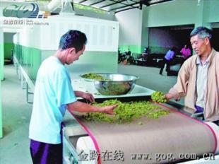 高效節(jié)能的微波茶葉烘干機(jī) 提升制茶品質(zhì)的新選擇